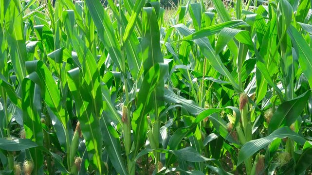 Scenic view of a growing corn plantation in rural countryside