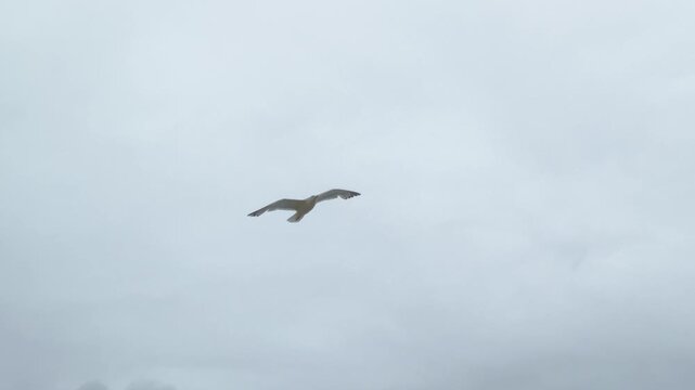 Gull in Flight. Soaring Over the Cliffs of Llanes