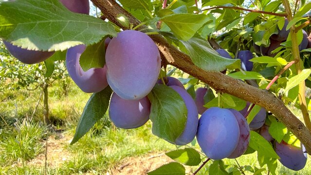 Ripe Purple Plum Growing on a Tree in a Garden, Close-Up
