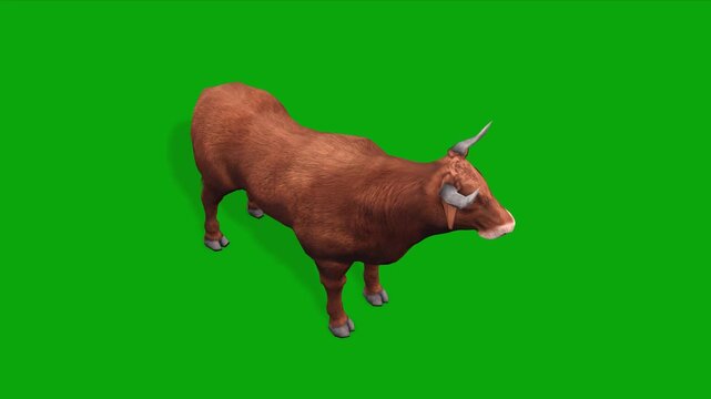 4k Realistic Brown Bull Standing Idle and Looking Around with top view on Green Screen, 3D Animal Animation, Cattle Chroma Key Stock Footage