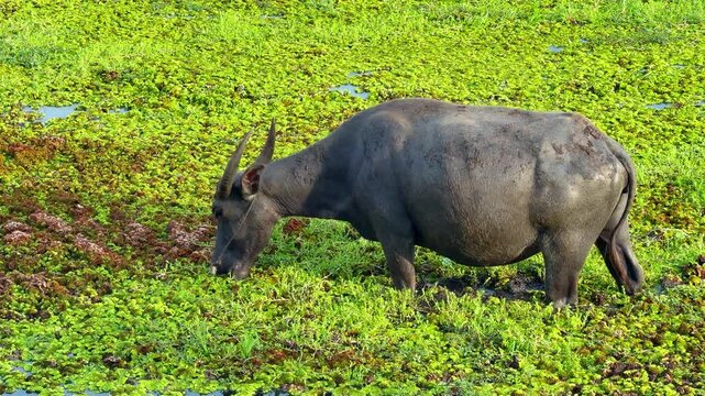 Asian water buffalo grazing in lush green wetland grass and meadow, natural wildlife scene with calm bovine animal, rear view in marsh habitat with horn and mammal presence