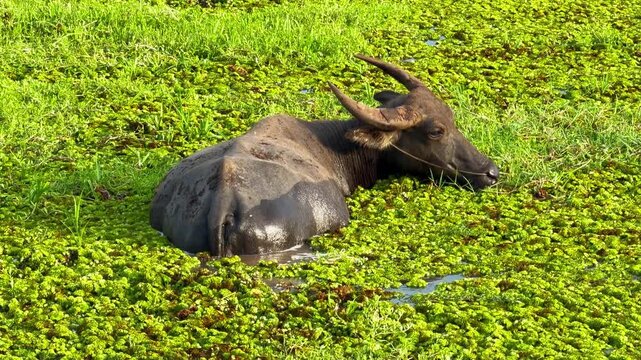 Asian water buffalo in green marsh pond and wetland grass, resting among dense aquatic plant growth, rear view of dark horned animal in calm rural wildlife scene