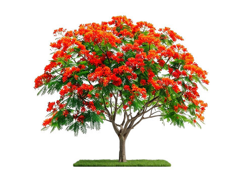 Flamboyant tree or royal poinciana in full bloom with red flowers blooming tree delonix regia summer tree