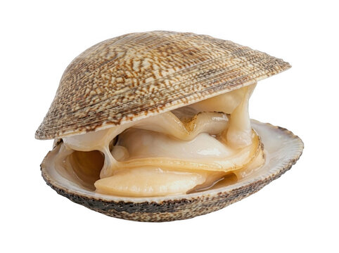 Fresh raw clam mollusk with open shell showing soft meat isolated on white background marine animal ocean life