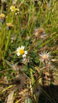 Close-up of tridax daisy flower with white petals and yellow center among dried seed heads