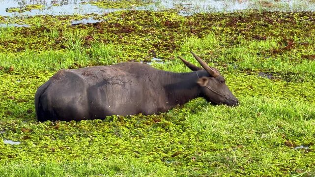 Asian water buffalo in green wetland grazing calmly among aquatic plants and marsh grass, dark bovine standing in wetland scene with grass, herd animal livestock nature in marsh habitat