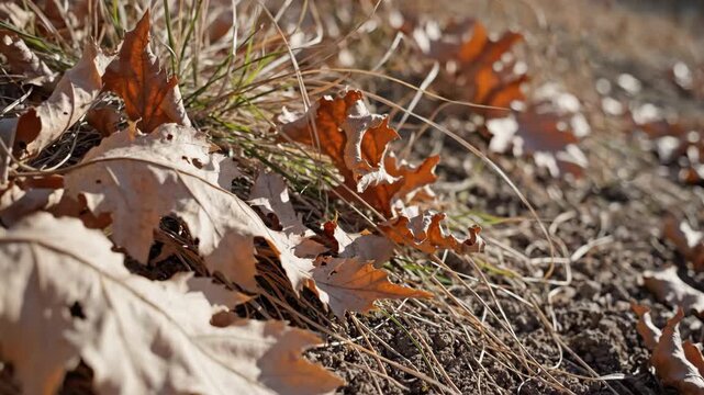 Faded oak foliage nestled among wiry grass and pine needles on a sloping woodland bank, revealing torn edges, muted earth tones, and delicate late-season textures beneath gentle angled sunlight