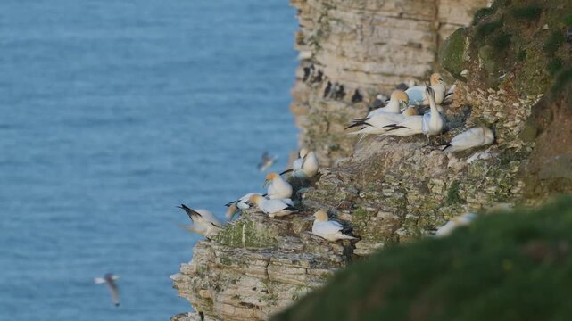 Colony of Northern gannet, Morus bassanus, Bempton Cliffs, Yorkshire, England	