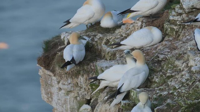 Colony of Northern gannet, Morus bassanus, Bempton Cliffs, Yorkshire, England	