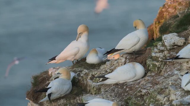 Colony of Northern gannet, Morus bassanus, Bempton Cliffs, Yorkshire, England	