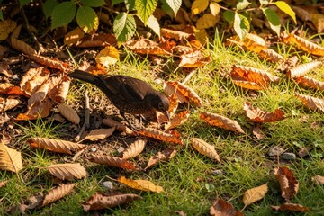 Naklejka premium Female blackbird bird foraging on ground covered with dry autumn leaves. Small wild animal searches for food among grass and foliage. Birdwatching scene in soft sunlight during fall season.