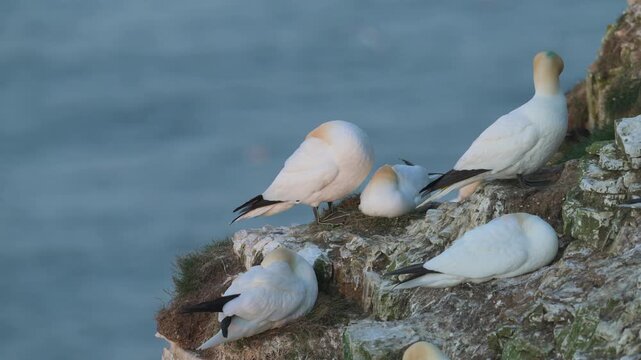 Colony of Northern gannet, Morus bassanus, Bempton Cliffs, Yorkshire, England	