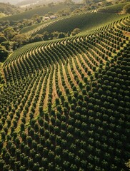 Naklejka premium Vast rolling hills covered in neat rows of green coffee plants. Aerial drone view of sprawling plantation fields under warm sunlight. Agricultural farm with neat rows of trees.
