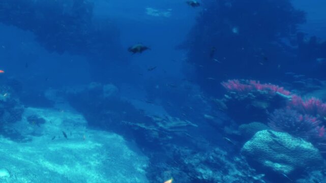 Colorful fish swim among coral in a tropical ocean. Sunlight filters through the water, creating light patterns on the sand. The scene shows the vibrant life below the surface.