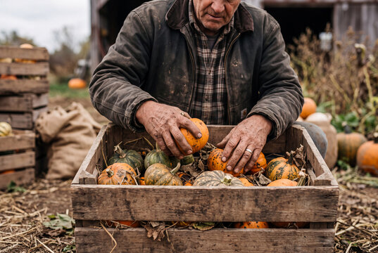 Farmer sorting pumpkins from a wooden crate in an autumnal harvest field