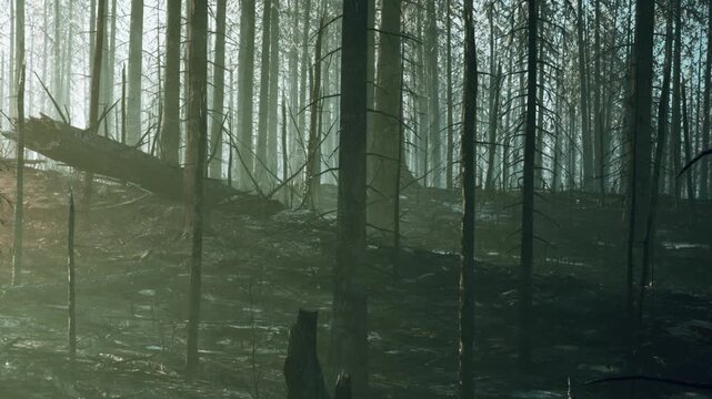 The picture shows a forest landscape with burnt trees and ash on the ground. The early morning light creates a shadowy scene in the area. The trees are tall and thin with a foggy atmosphere.