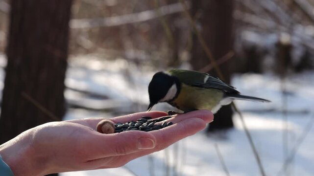 Woman feeding cute tit bird to sunflower seeds at snowy woodland. Beautiful tomtit pecking food from female hand at winter forest. Small titmouse eating meal from arm of young girl at snow park