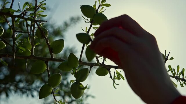 Hand picking fresh argan fruit from an argan tree in Morocco