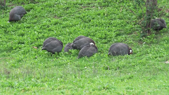 Guineafowl grooming and foraging in a green grass meadow, Numida meleagris