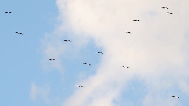 White stork flock gliding across blue sky during autumn migration, Ciconia, ciconia