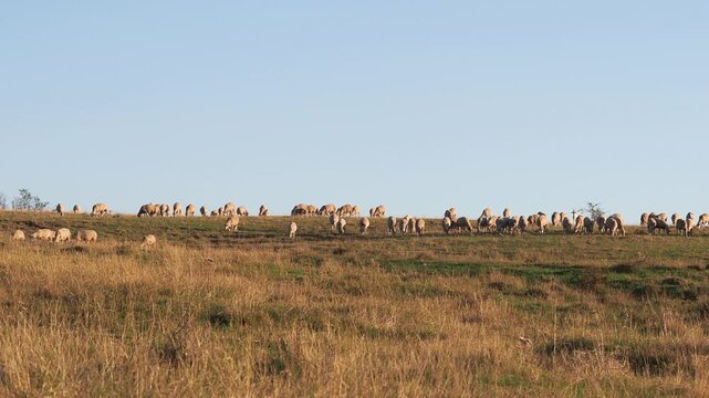 Herd of sheep grazing on a pasture in autumn