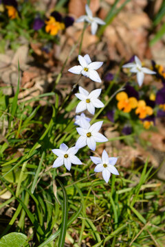Spring starflower - Latin name - Ipheion uniflorum Wisley Blue