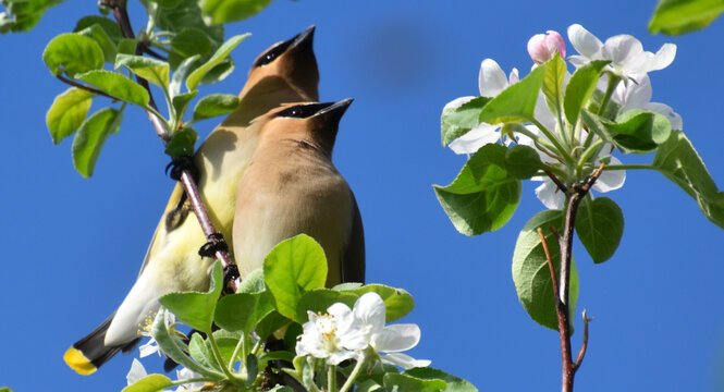 Cedar waxwings in the apple tree, Sainte-Apolline, Qu&eacute;bec, Canada