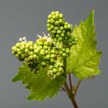 Vine Vitis vinifera Bach Flower