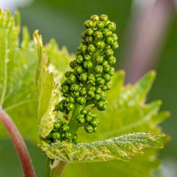 Vine Vitis vinifera Bach Flower