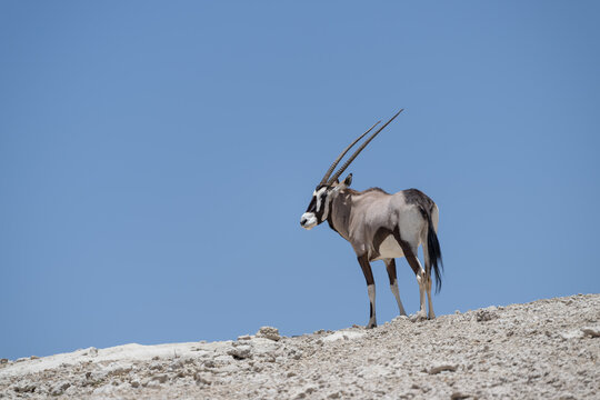 Gemsbok Standing on a Desert Ridge in Kgalagadi Transfrontier Park, South Africa