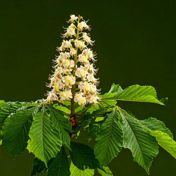 Sweet Chestnut Castanea sativa isolated on black 