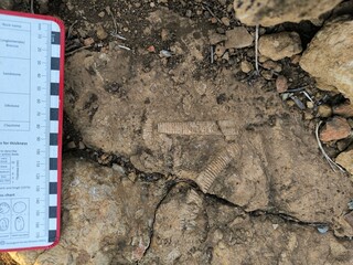 Coral Fossil Preserved in Limestone Rock Outcrop © fujitoey