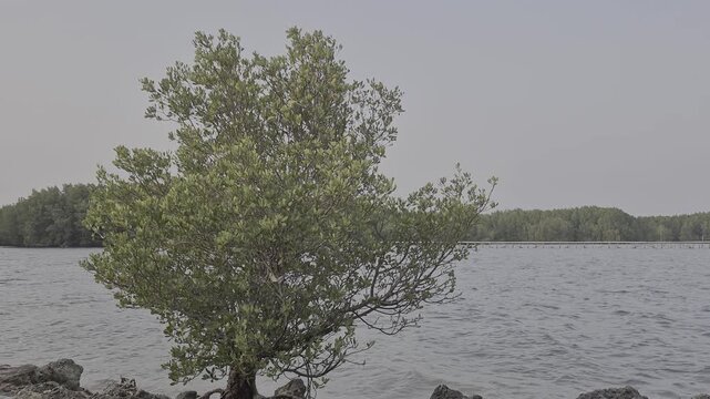 Mangrove Tree Growing on Rocky Coastal Shoreline with Ocean Water and Sky Background for Environmental Conservation and Ecology Projects