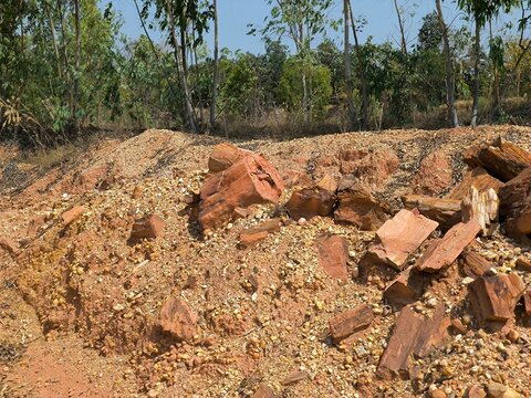 Petrified Wood Fragments in Lateritic Soil Outcrop
