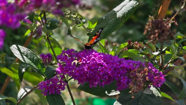 Macro Shot of Peacock Butterfly with Flat Open Wings on Buddleja Inflorescence