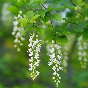 春のドウダンツツジ シームレスループ動画背景 1:1 4K