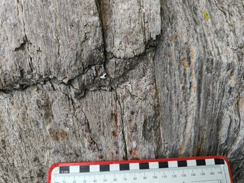 Foliated Metamorphic Rock with Fractures and Mineral Bands