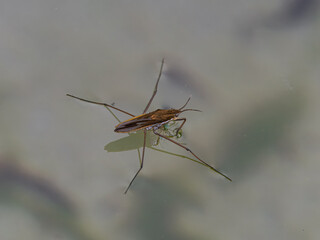 Water strider (Gerridae)  © Nathalie Stockert