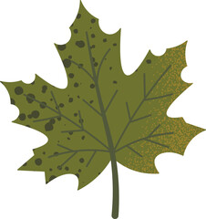 Fototapeta premium Textured Olive Green Maple Leaf with Speckled Detail and Petiole Stem
