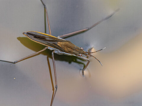 Water strider (Gerridae)	