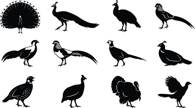 Game Bird Silhouette Icon Collection with Peacock Pheasant and Turkey Symbols for Nature Graphic Design Projects