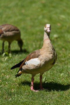 Nilg&auml;nse, Alopochen aegyptiaca auf einer Wiese am Anlagensee in T&uuml;bingen in Deutschland
