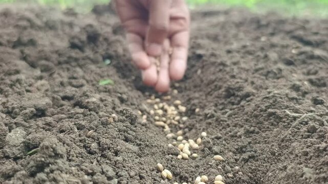 Close Up Of Farmer Hand Sowing Coriander Seeds In Fertile Soil In Organic Farm