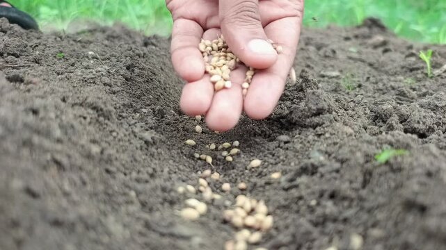 Close Up Of Farmer Hand Sowing Coriander Seeds In Fertile Soil In Organic Farm