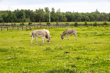 Fototapeta premium Side view of three dun miniature donkeys grazing in field during a grey summer afternoon, Pont-Rouge, Quebec, Canada