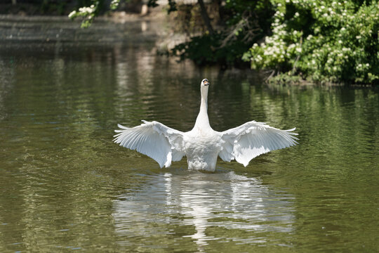 Ein Schwan im Anlagensee in T&uuml;bingen in Deutschland breitet seine Fl&uuml;gel aus