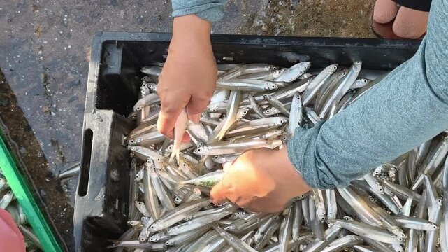 High angle close-up shot of a local worker's hands sorting fresh small silver fish in a black plastic crate at a coastal morning market, Vietnam