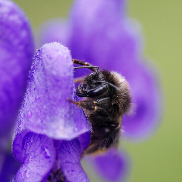 Bumblebee (disambiguation)