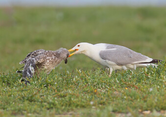 Fototapeta premium Caspian Gull (Larus cachinnans) adult feeding a large, feathered juvenile in a grassy coastal habitat.