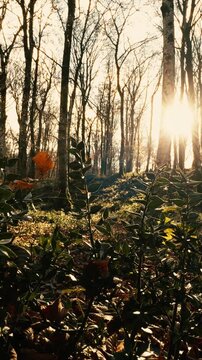 Silhouette Of Trees At Sunset With An Undergrowth Of Italian Plants